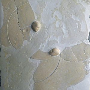 Mer des ondes - 2007, plâtre et terre cuite, 54 x 65 cm